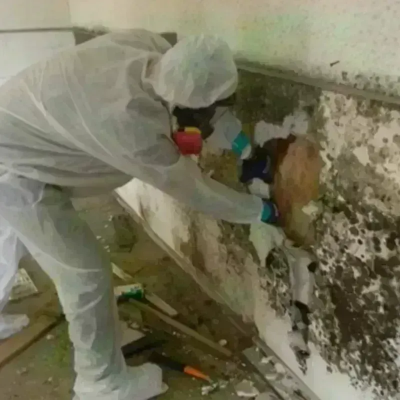 Mold Remediation and Removal in Winona, MS